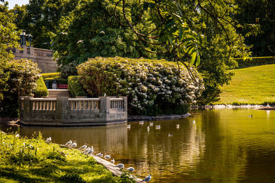 Plants by lake in park