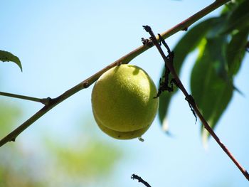 Low angle view of fruit growing on tree