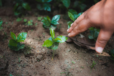 Close-up of hand touching plant on field