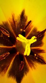 Close-up of yellow flower