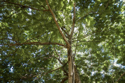 Low angle view of bamboo trees in forest