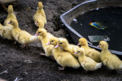 Close-up side view of chicks