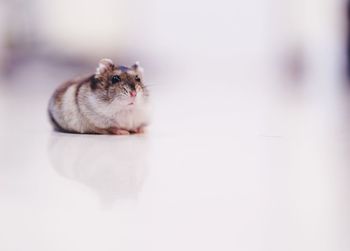 Hamster looking away while sitting on table