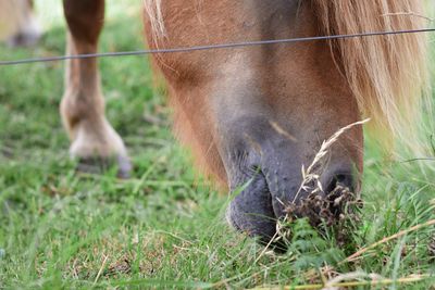 Horse grazing in field