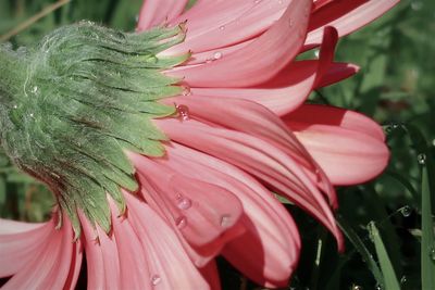 Close-up of pink flower