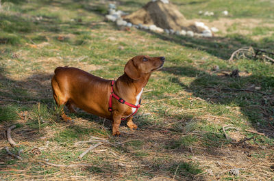 Dog in a field