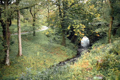 Trees growing in forest