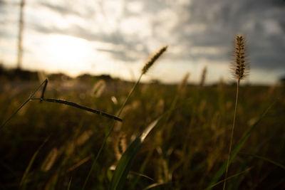 Close-up of stalks in field against sky