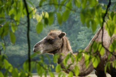 View of a camel through the leaves of trees