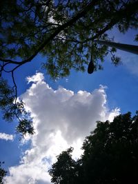 Low angle view of trees against sky