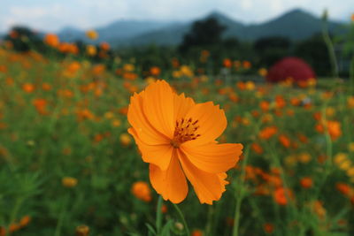 Close-up of yellow cosmos flower blooming in field