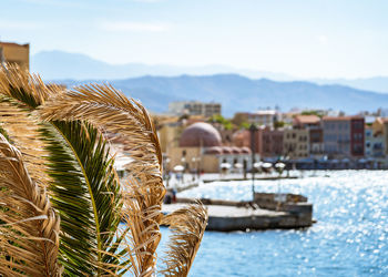 Close-up of plants against buildings and sea against sky