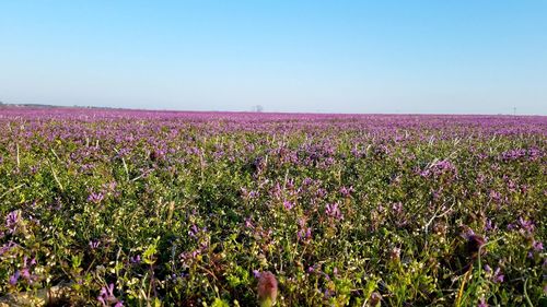 Purple flowering plants on field against clear sky