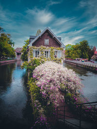 View of flowering plants by river against building