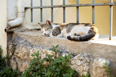 Portrait of a cat resting on wall