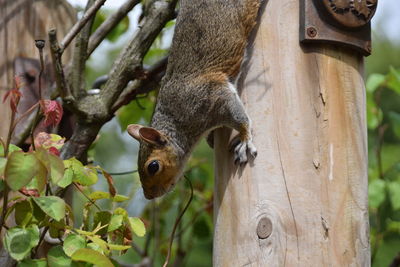 Close-up of an animal