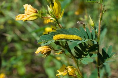 Close-up of butterfly on yellow flower