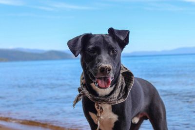 Portrait of dog standing on beach