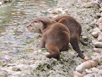 Animals on riverbank