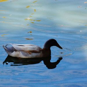 Swan swimming in lake