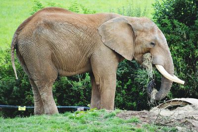 Side view of elephant standing on field