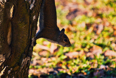 Close-up of squirrel on tree trunk