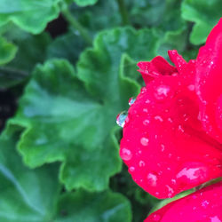 Close-up of pink flowers