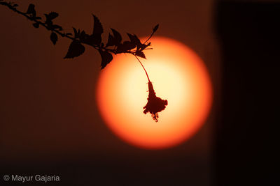 Close-up of silhouette plant against orange sky