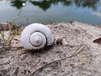 Close-up of snail on ground