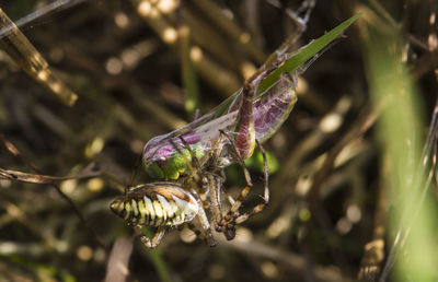 Close-up of insect on plant