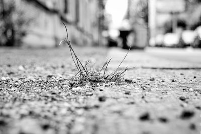 Dried grass on street