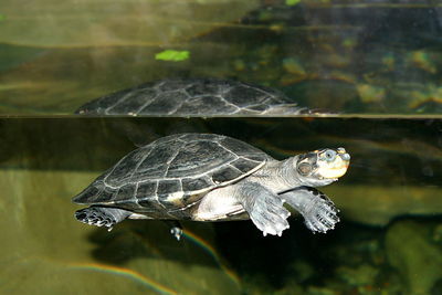 Close-up of turtle swimming in lake