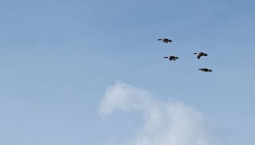 Low angle view of birds flying in sky