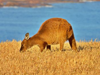 Young kangaroo grazing in warm light