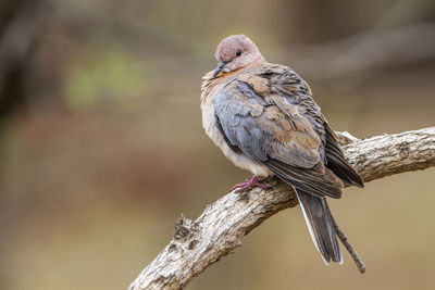 Close-up of bird perching on branch