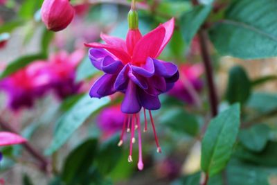 Close-up of pink flowers blooming outdoors