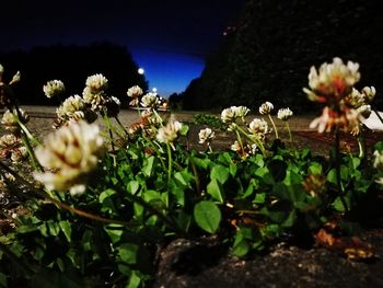 Close-up of flowers blooming outdoors