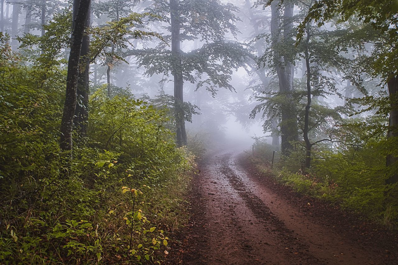 DIRT ROAD PASSING THROUGH FOREST