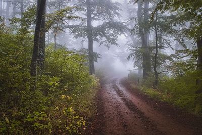 Dirt road in forest during rainy season