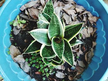 High angle view of potted plant