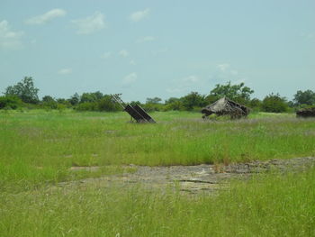 Scenic view of field against sky