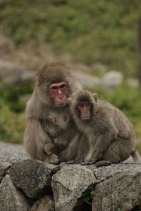 Monkeys sitting on rock