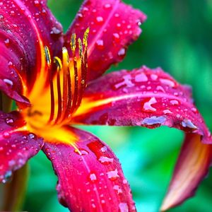 Close-up of water drops on flower