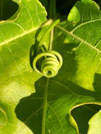 Close-up of green leaves