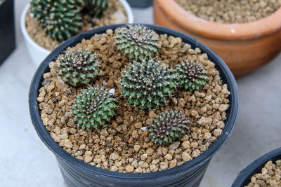 High angle view of potted plants on table