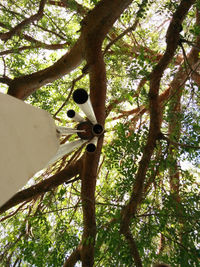 Low angle view of a monkey sitting on tree