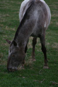 Horse standing in a field