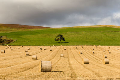 Scenic view of agricultural field against sky