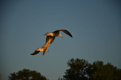 Low angle view of bird flying against clear sky