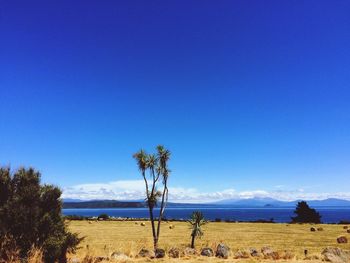 Scenic view of field against clear blue sky